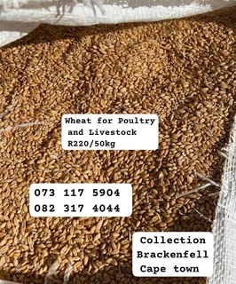 Broken Wheat for poultry