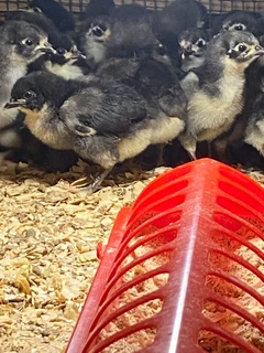black Austrolorp  two  weeks old chicks at R45 each