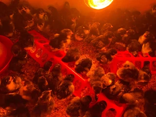 Black Austrolorp 1 day old chicks