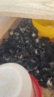 Black Austrolorp one day old chicks 35 rand each