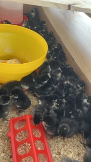 Black Austrolorp one day old chicks 35 rand each