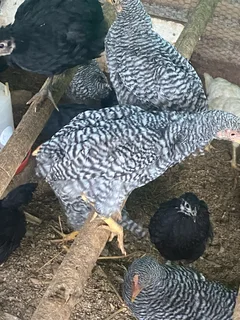 Koekoes  chicks