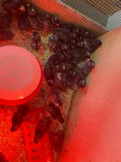 koekoes 2 weeks old chicks for sale