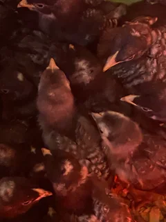 Koekoes two weeks old  for R45 each