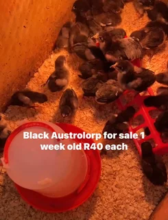 Black Austrolorp chicks one week old