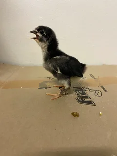 black Austrolorp chicks 3 weeks old