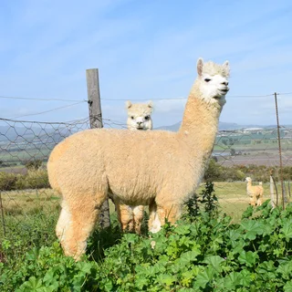 Alpacas for sale as herd guards