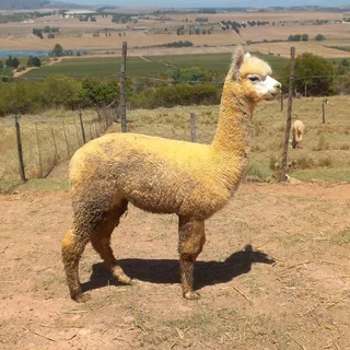 Alpacas for sale
