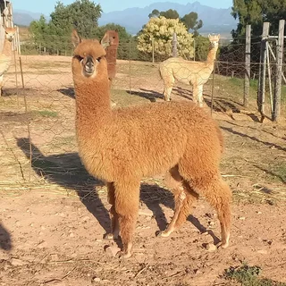 Alpacas for sale