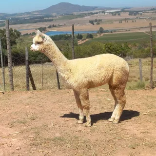 Alpacas for sale