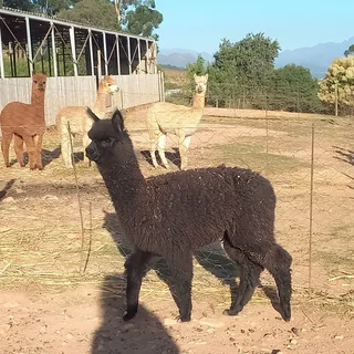 Alpacas for sale