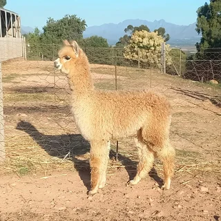 Alpaca Males for sale as Pets