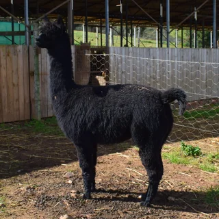 Alpaca Females for Sale