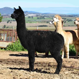 Alpaca Females for Sale