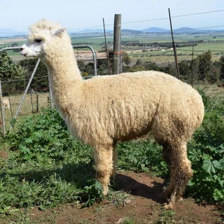 Alpaca Females for Sale