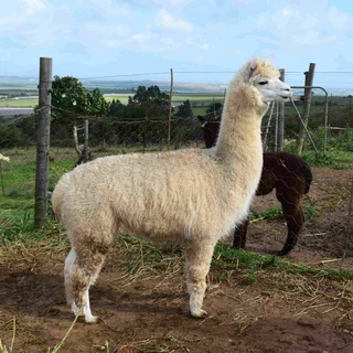 Alpaca Females for Sale