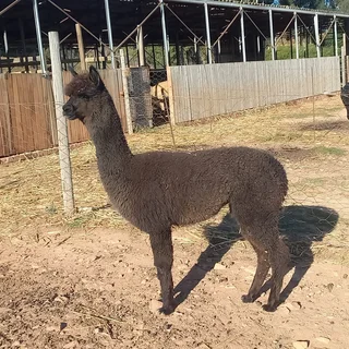 Alpaca Females for Sale