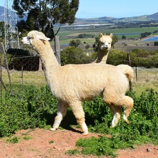 Alpaca Females for Sale