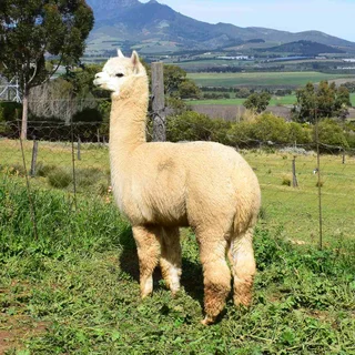 Alpaca Females for Sale