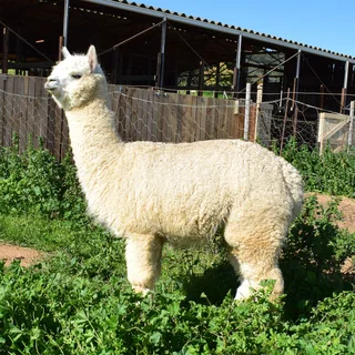 Alpaca Females for Sale