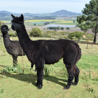 Alpaca Females for Sale