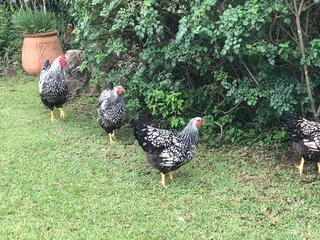 SILVER LACED WYANDOTTES FOR SALE