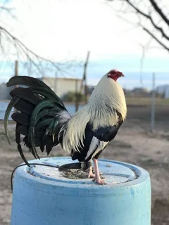 Chicken - Ad posted by Ismael Gaffoor