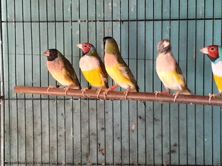 Gouldian finches
