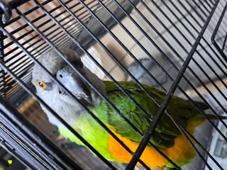 parrots - Ad posted by jonathan greybe