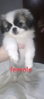 Puppies for new home Gauteng province pls