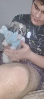 Peginese puppy&#39;s Pretoria area for chrismas