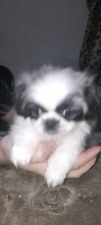 Peginese puppy&#39;s Pretoria area for chrismas