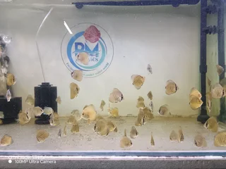 Discus fish
