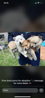 Toypom - Ad posted by Julia Britnell