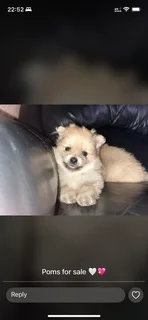 Toypom - Ad posted by Julia Britnell