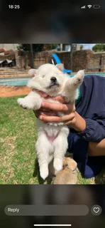 Toypom - Ad posted by Julia Britnell