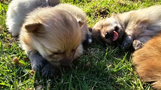 Toypom - Ad posted by Julia Britnell