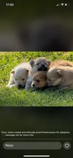 Toypom - Ad posted by Julia Britnell