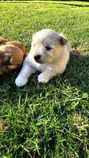 Toypom - Ad posted by Julia Britnell