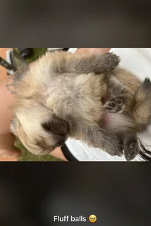 Toypom - Ad posted by Julia Britnell