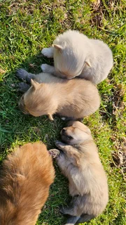 Toypom - Ad posted by Julia Britnell