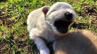 Toypom - Ad posted by Julia Britnell