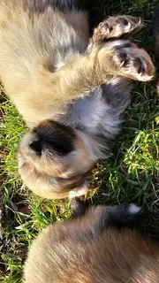 Toypom - Ad posted by Julia Britnell