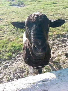 Stud Ram 2 Years Old For Sale