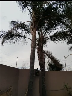Palm tree