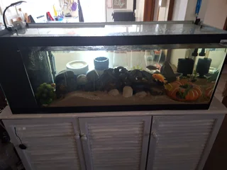 Fish tank and fish