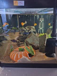 Fish tank and fish