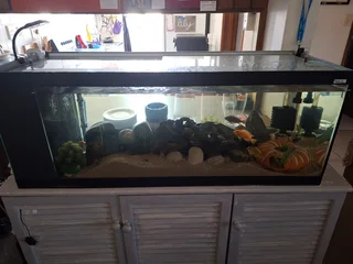 Fish tank and fish
