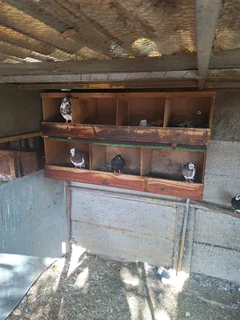 Roller Duiwe of te ruil vir kuikens van Groot hoenders.