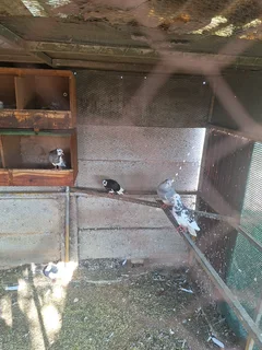 Opsoek na wit Homer duiwe.